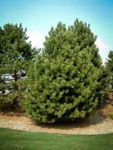 Сосна Чёрная (Pinus Nigra) купить по цене от 270.00р. в интернет-магазине «Посадика» с доставкой почтой в в Нариманове и по всей России – [изображение №1].