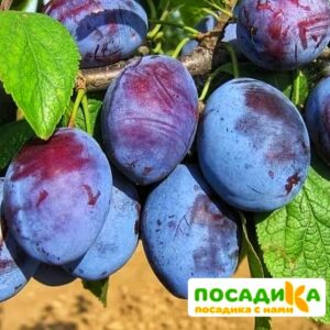 Слива Чачакская ранняя купить по цене от 229.00р. в интернет-магазине «Посадика» с доставкой почтой в в Нариманове и по всей России – [изображение №1].