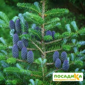 Пихта корейская (Abies koreana) купить по цене от 450.00р. в интернет-магазине «Посадика» с доставкой почтой в в Нариманове и по всей России – [изображение №1].