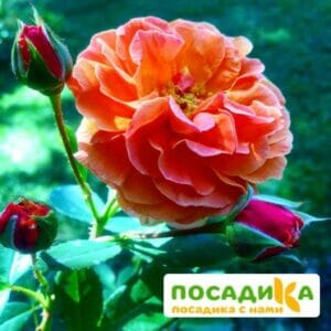 Роза Арабия купить по цене от 350.00р. в интернет-магазине «Посадика» с доставкой почтой в в Нариманове и по всей России – [изображение №1].