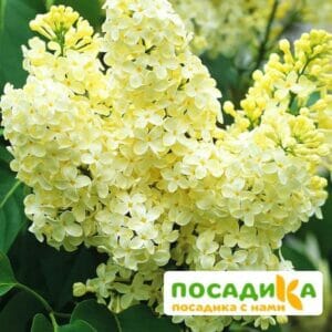 Сирень Примроуз (Primrose) купить по цене от 529.00р. в интернет-магазине «Посадика» с доставкой почтой в в Нариманове и по всей России – [изображение №1].