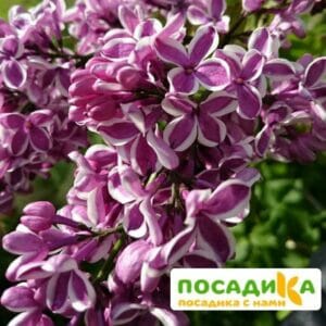 Сирень Сенсация купить по цене от 529.00р. в интернет-магазине «Посадика» с доставкой почтой в в Нариманове и по всей России – [изображение №1].