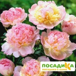 Пион Распберри Сандей (Paeonia Raspberry Sundae) купить по цене от 959р. в интернет-магазине «Посадика» с доставкой почтой в в Нариманове и по всей России – [изображение №1].