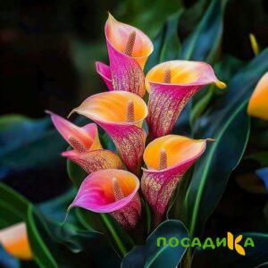 Калла Оникс купить по цене от 450р. в интернет-магазине «Посадика» с доставкой почтой в в Нариманове и по всей России – [изображение №1].