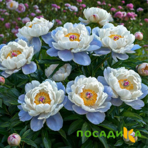 Пион акварельный Этюд купить по цене от 806р. в интернет-магазине «Посадика» с доставкой почтой в в Нариманове и по всей России – [изображение №1].