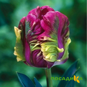 Тюльпан Экзотик Хэвен купить по цене от 186р. в интернет-магазине «Посадика» с доставкой почтой в в Нариманове и по всей России – [изображение №1].